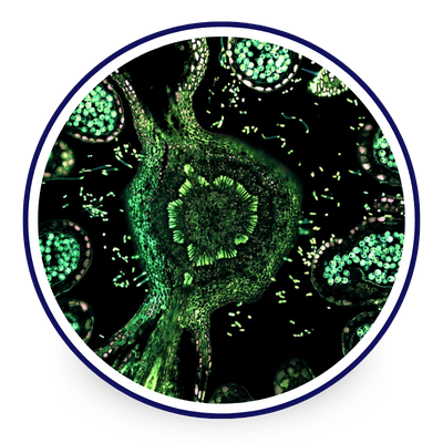 Autofluorescence Imaging